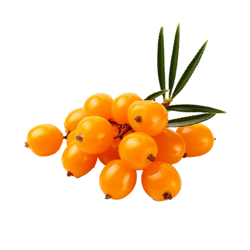 Sea buckthorn fruit extract